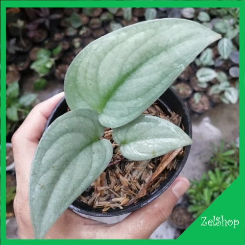 Scindapsus Silver Hero Platinum