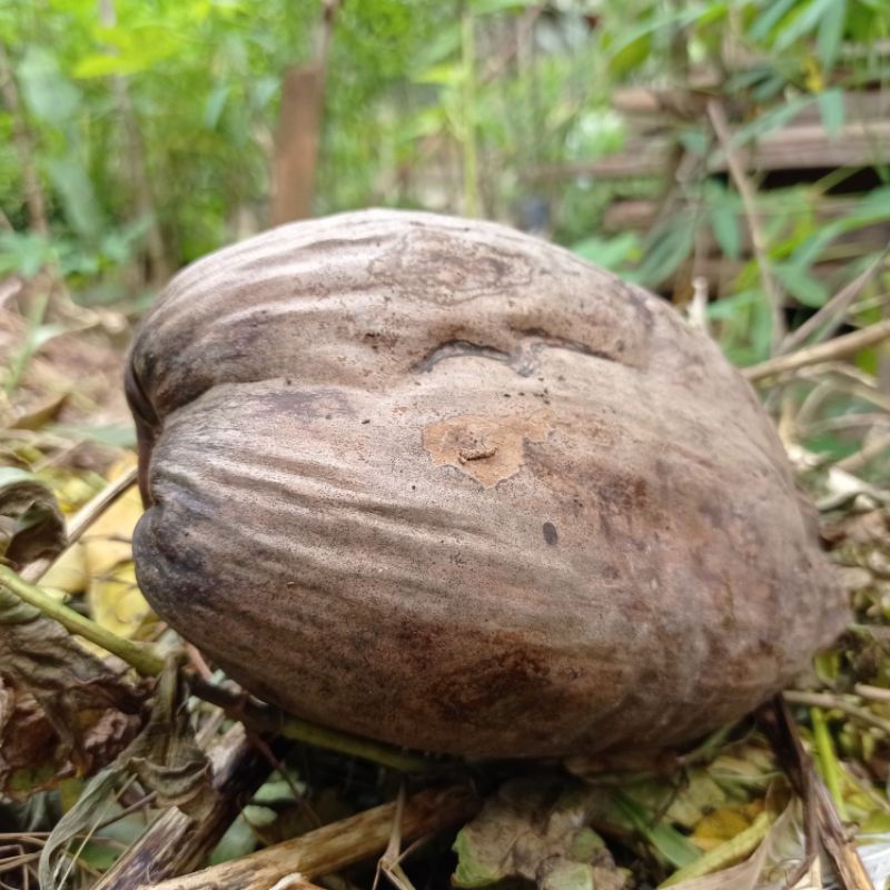 

Kelapa Gading Oren Kuning Hijau