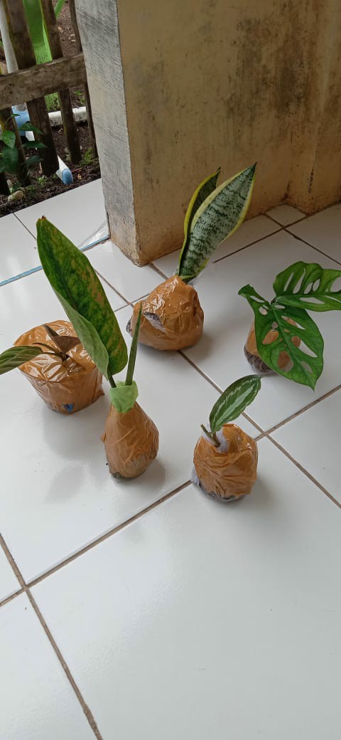 Tanaman Hias Aglonema