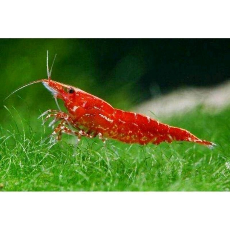 Udang hias Red cherry Anakan