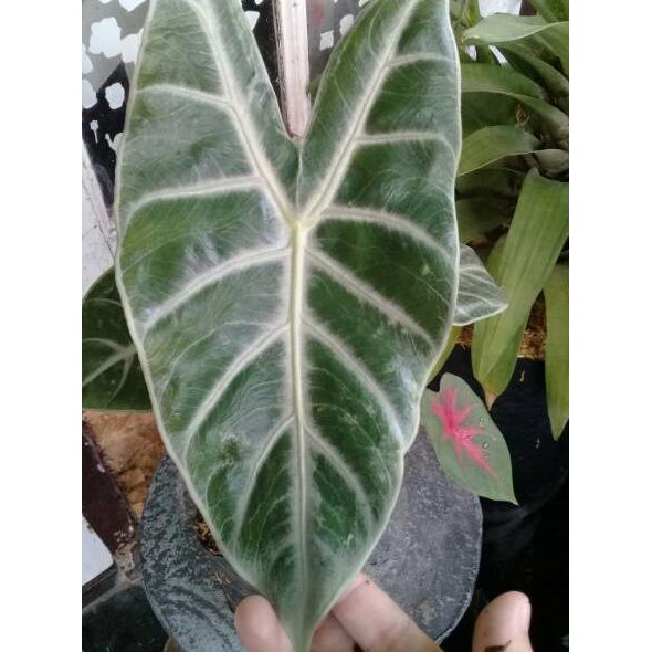 9td Tanaman Hias Alocasia Lowii Keladi Kuping Gajah Shopee Indonesia