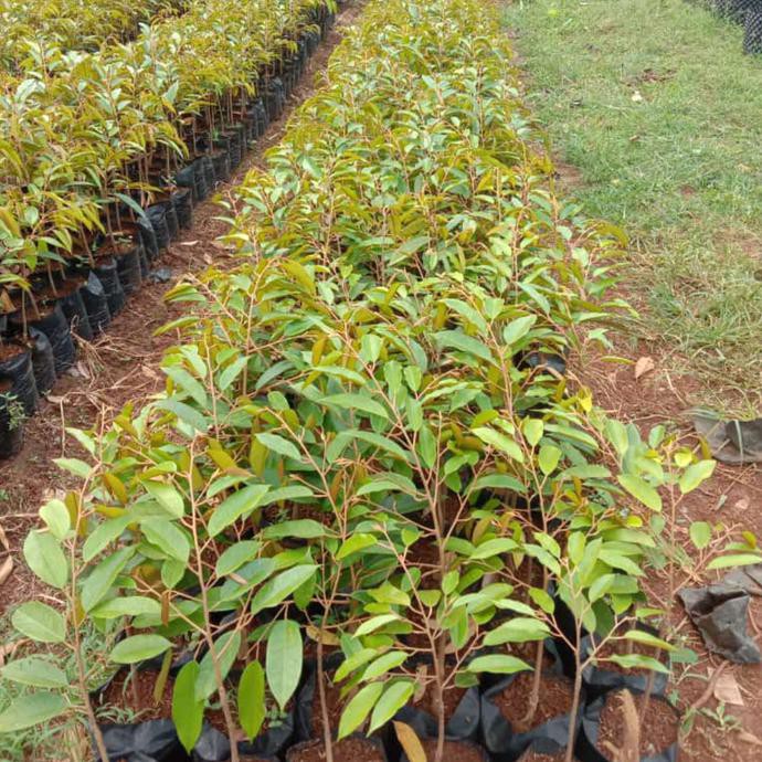 Bibit Durian Musang King - Pohon Durian Musang King
