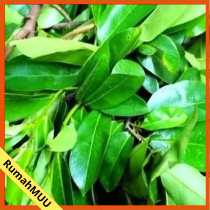 

DAUN SIRSAK SEGAR 100 gram RumahMUU