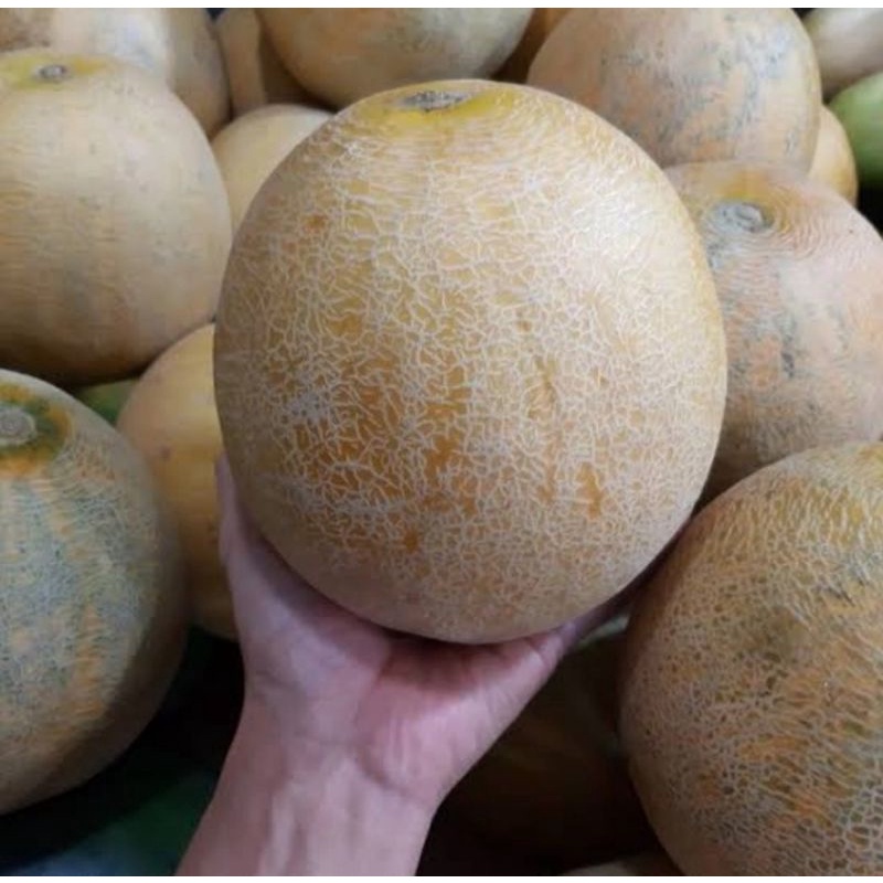 

Melon Madu Berat 3 kg (Pengiriman Medan)