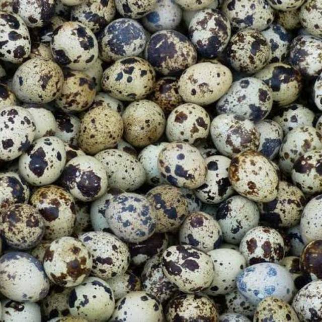 Jual Telur Burung Puyuh Segar Murah 1 KG Indonesia|Shopee Indonesia