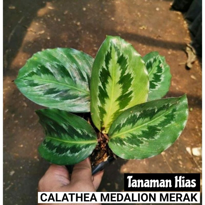 Calathea Medallion - calathea medalion