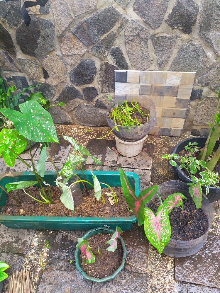 Tanaman Hias Pink Love Tanamn Hias Cantik