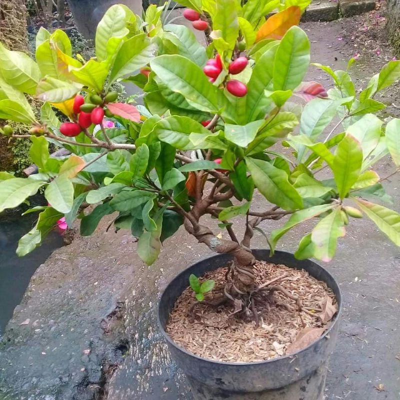 Miracle fruit - buah ajaib - bibit miracle fruit