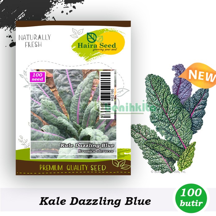 Benih-Bibit Kale Dazzling Blue (Haira Seed)