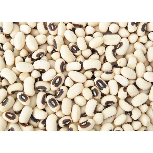 

White Bean dari India