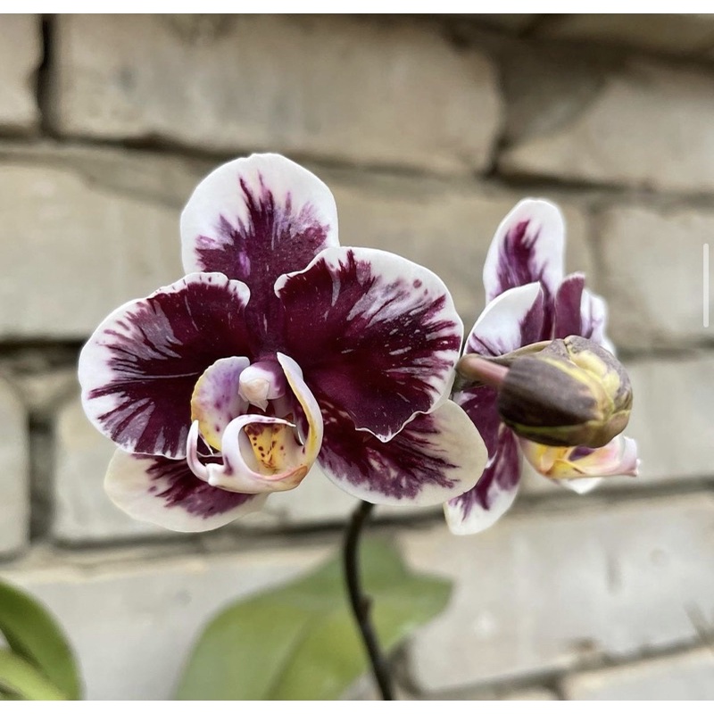 Tanaman hias hidup anggrek dendrobium phal voddo-bunga anggrek hidup-tanaman hias hidup-bunga hidup-