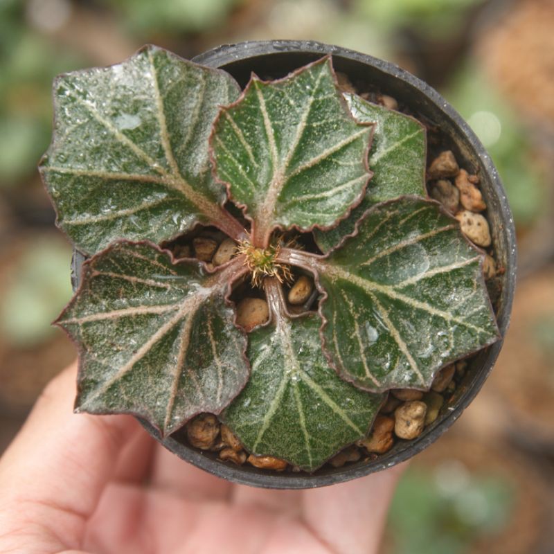 euphorbia francoisii hybrid hibrid maple (A2)