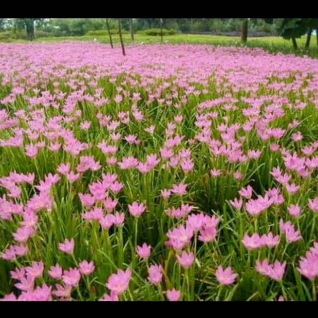 Bibit tanaman hias kucai tulip bunga pink