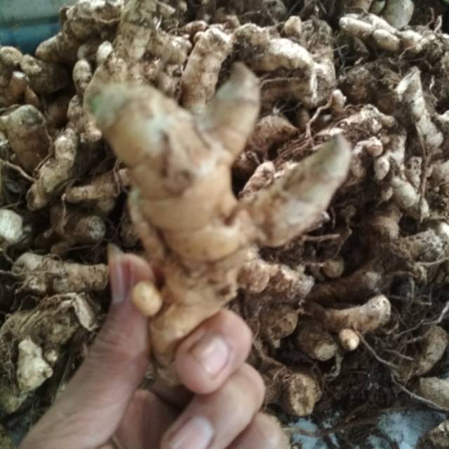 

1 kilo Temu putih Kunir putih segar