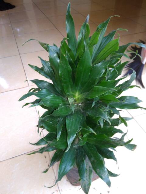 andong kemoceng hanjuang kriwil