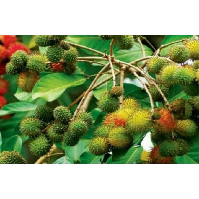SUPER BIBIT POHON BUAH RAMBUTAN RAPIAH/ROPIAH *_*