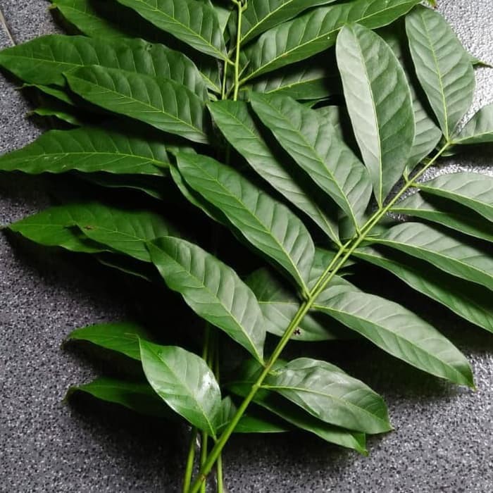  Daun Mahoni  Segar Daun  Mauni Langsung Petik 200 gram 