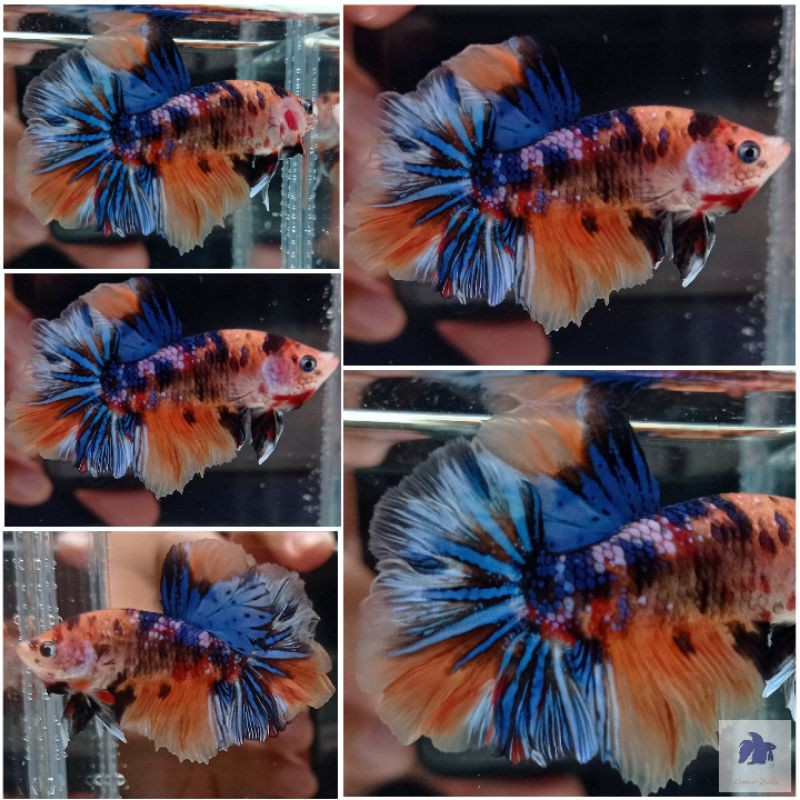 HM Multi Galaxy strong betta cupang