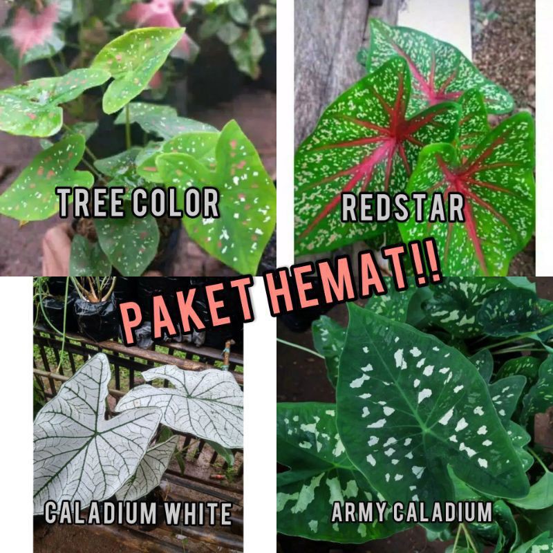 (PROMO) Paket 4 tanaman hias | keladi 3 color | keladi red star | keladi putih | keladi army