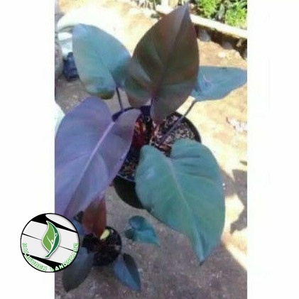 tanaman hias philodendron black cardinal / philodendron black cardinal