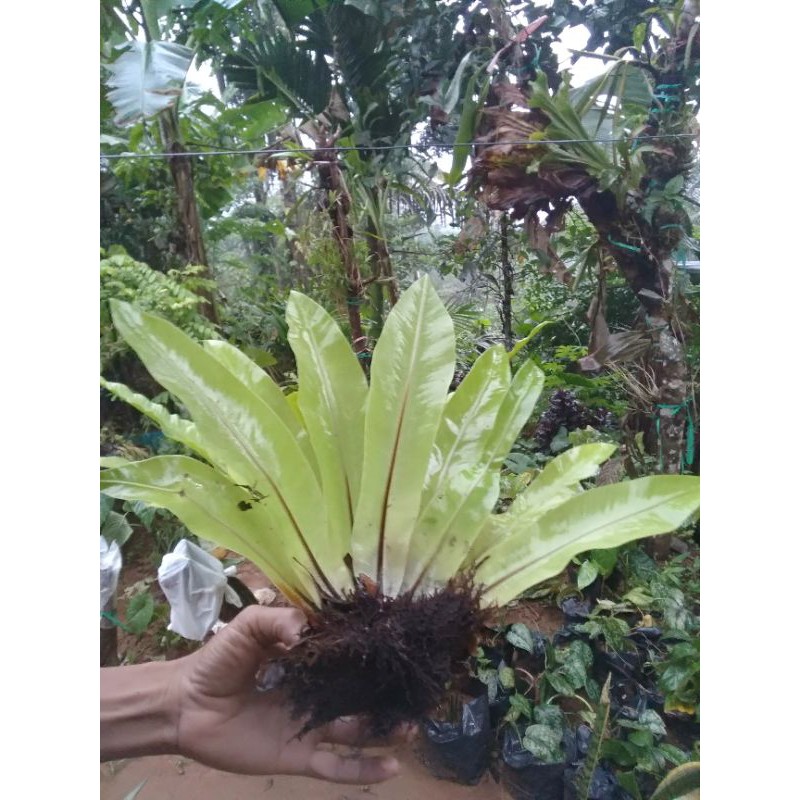 

kadakamini