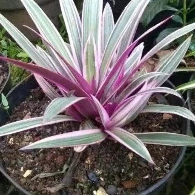 Tanaman Hias Adam Hawa Varigata