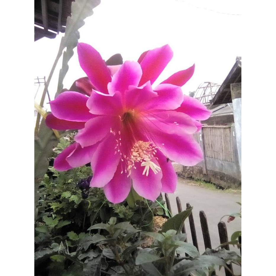 Tanaman Wijaya Kusuma Bangkok pink California Dream Bibit Epiphyllum BERGARANSI