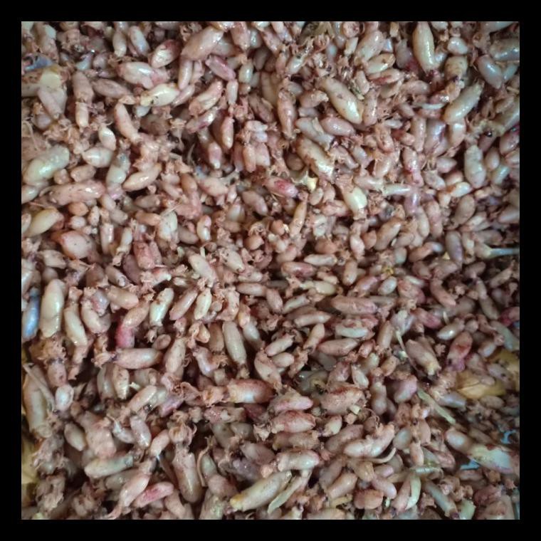 

BEST SELLER! BABY CUMI KERING PER 10KG TERMURAH