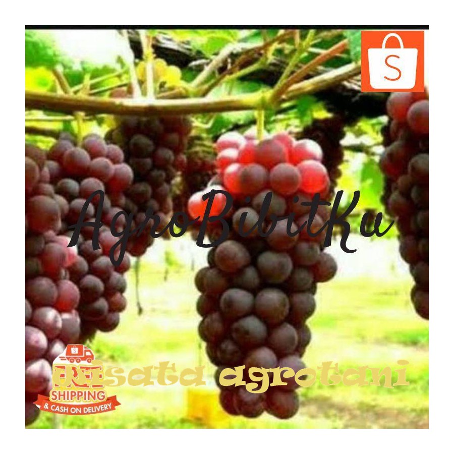 BIBIT ANGGUR NINEL ASLI HASIL CANGKOK  Anggur Import Okulasi WISATA AGROTANI