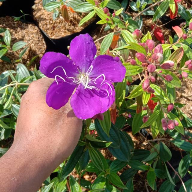 tanaman bunga senggani