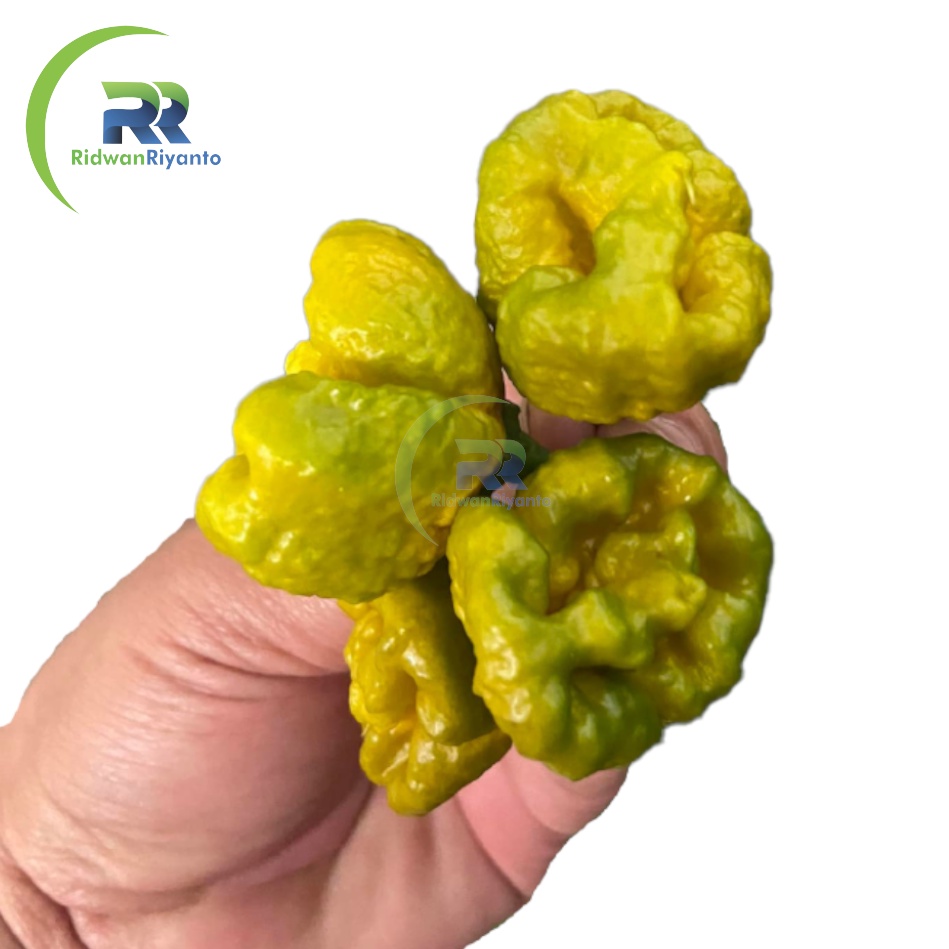 BUAH Cabe CAROLINA REAPER MUSTARD Cabai Terpedas Nomor 1 di Dunia Versi Guinness World Record