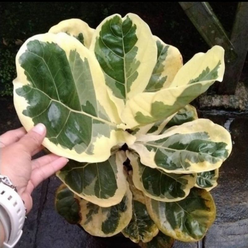 Tanaman Hias Ketapang Biola Variegata - Ketapang Biola Variegata - Ketapang
