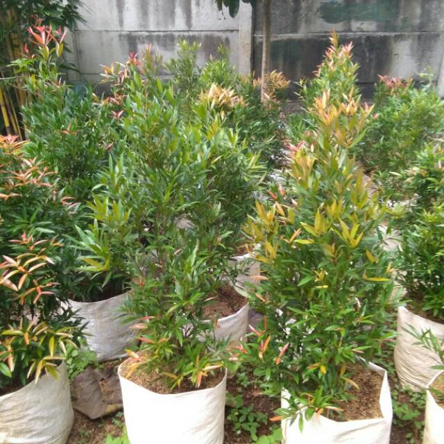 Tanaman hias pucuk merah 1M - Pohon pucuk merah