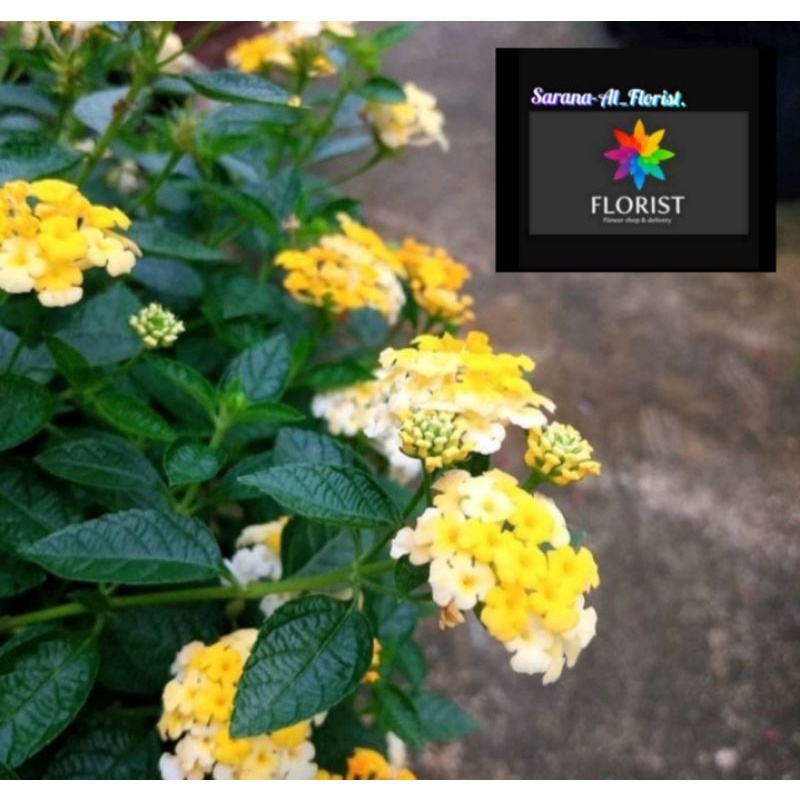 Lantana kuning