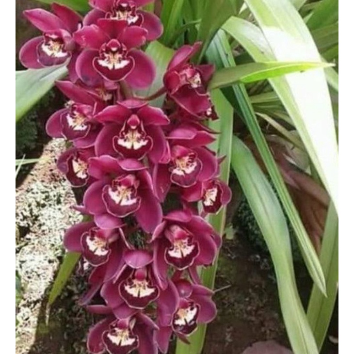 CYMBIDIUM AUSSIE DEWASA