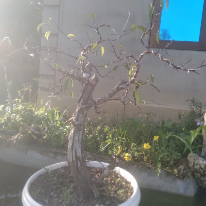 bonsai beringin sudah jadi bos