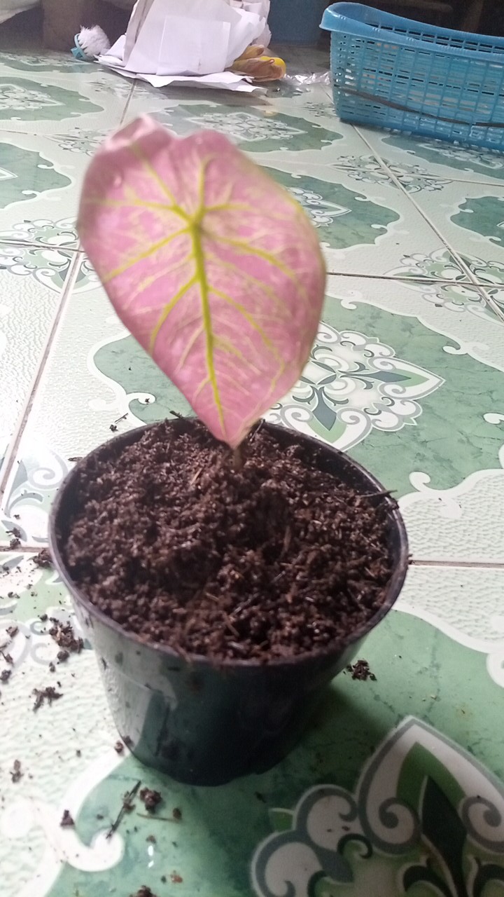 Keladi Green Spider Gratis Karantina