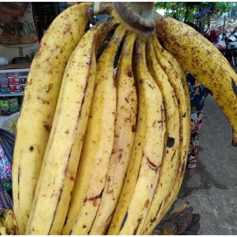 

Pisang Tanduk Super Per 1 Pcs