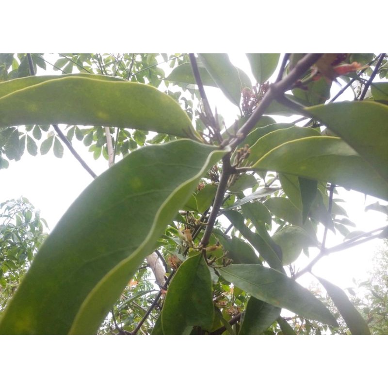 

Kayu Singgah Benalu Pohon Karet 500 Gram