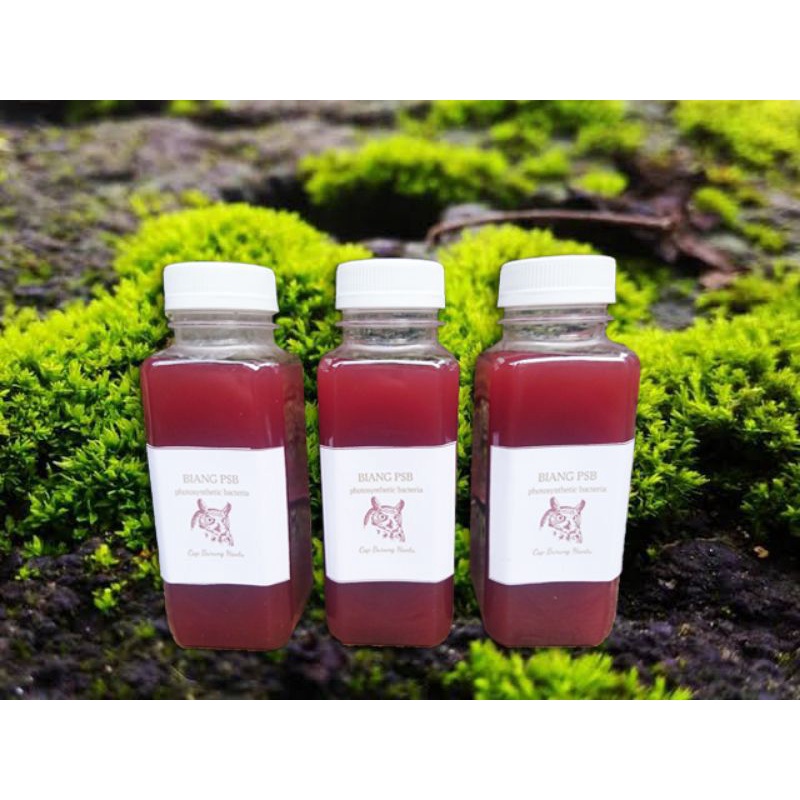 INDUK PSB BAKTERI FOTOSINTESIS TANAMAN