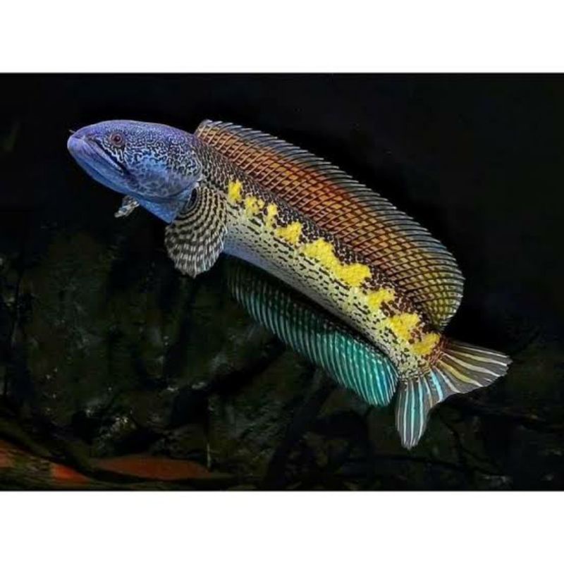 auranti bahan kontes 3-4cm termurah