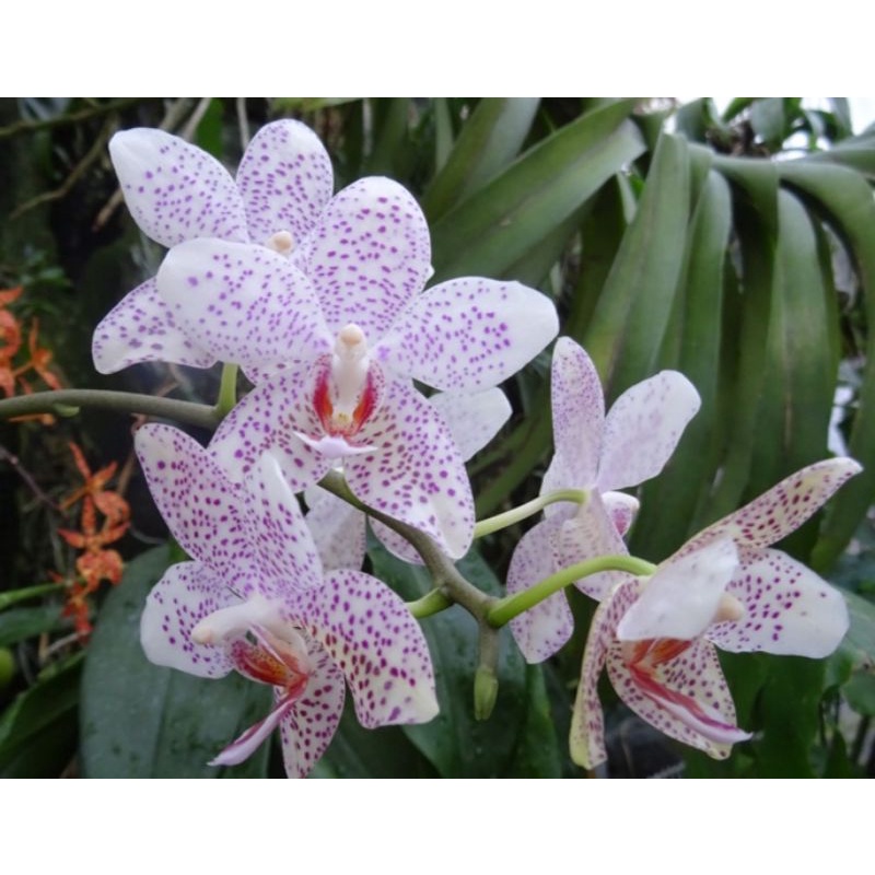 phalaenopsis Leda x phalaenopsis Gigantea