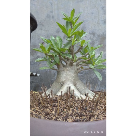 Adenium Thaisoco PAGODA