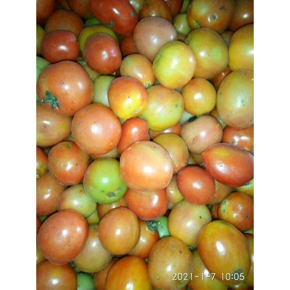 

Tomat Mateng segar/Per kg