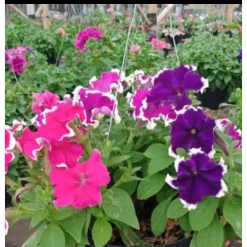 Bunga gantung petunia