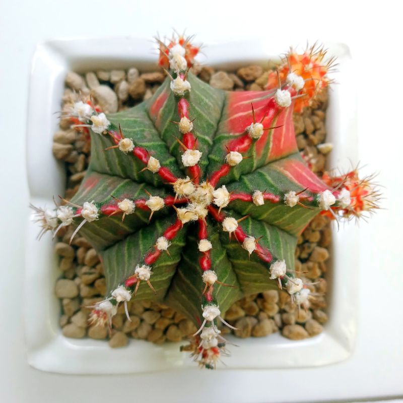 Gymnocalycium Mihanovichii Starfire Ownroot Indukan | Milo Starfire | Gymno | Gymno Starfire