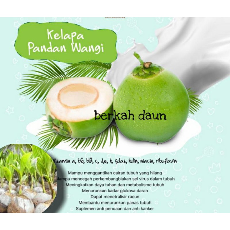 kelapa pandan wangi
