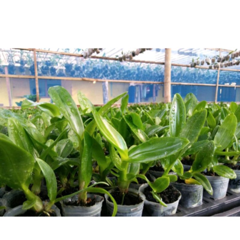 Anggrek dendrobium keriting anggrek keriting kriting seedling hybrid MURAH