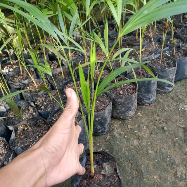 BIBIT POHON PALEM KUNING | POHON INDOOR PALEM KUNING