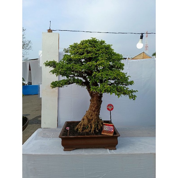 bonsai anting putri larg jumbo siap kontes